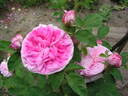 Anne-Marie Lefloch rose photo