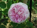 Anne-Marie Lefloch rose photo
