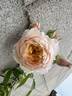 Ginger Syllabub rose photo