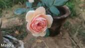 Masora rose photo