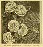 Mademoiselle Claire Jacquier rose photo