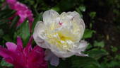 Grandiflora nivea plena peony photo