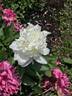 Grandiflora nivea plena peony photo
