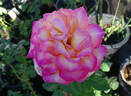 Farah rose photo