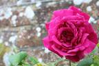 Ards Rover rose photo