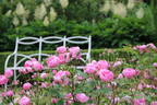 Macrantha Raubritter rose photo