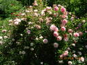 Paul Noël rose photo