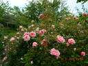 Paul Noël rose photo