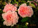Paul Noël rose photo