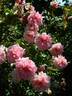 Paul Noël rose photo
