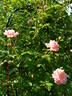 Paul Noël rose photo
