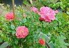 Onward and Upward rose photo