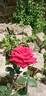 Red Treasure rose photo
