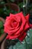 Red Treasure rose photo