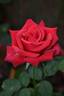 Red Treasure rose photo