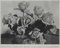 Climbing Madame Mélanie Soupert rose photo