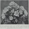 Dolly Varden rose photo