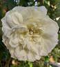 Kronprinzessin Viktoria rose photo