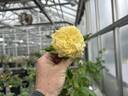 Reminiscent Yellow rose photo