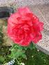 Orange Ace rose photo