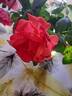 Orange Ace rose photo