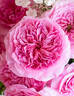 Millicent™ rose photo