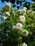 Madame Alfred Carrière rose photo