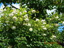 Madame Alfred Carrière rose photo