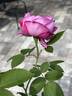 La Reine rose photo
