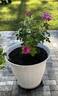 La Reine rose photo