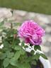 La Reine rose photo