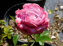 Mauve rose photo