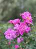 Bougainville rose photo