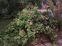 Bougainville rose photo