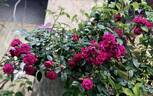 Lola rose photo