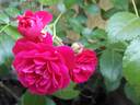 Lola rose photo
