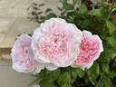 Eglantyne rose photo