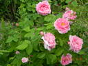 Comte de Chambord - in commerce rose photo