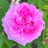 Comte de Chambord rose photo
