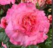 Augusta Luise ® rose photo