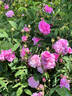 Marie Louise rose photo