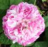 Camaïeux rose photo