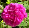 De la Grifferaie rose photo