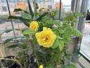 Reminiscent Yellow rose photo