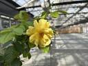 Reminiscent Yellow rose photo