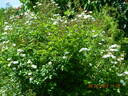 Guimalda de Amor rose photo