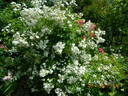 Guimalda de Amor rose photo