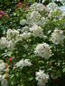 Guimalda de Amor rose photo