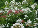 Guimalda de Amor rose photo