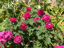 Tom Wood rose photo